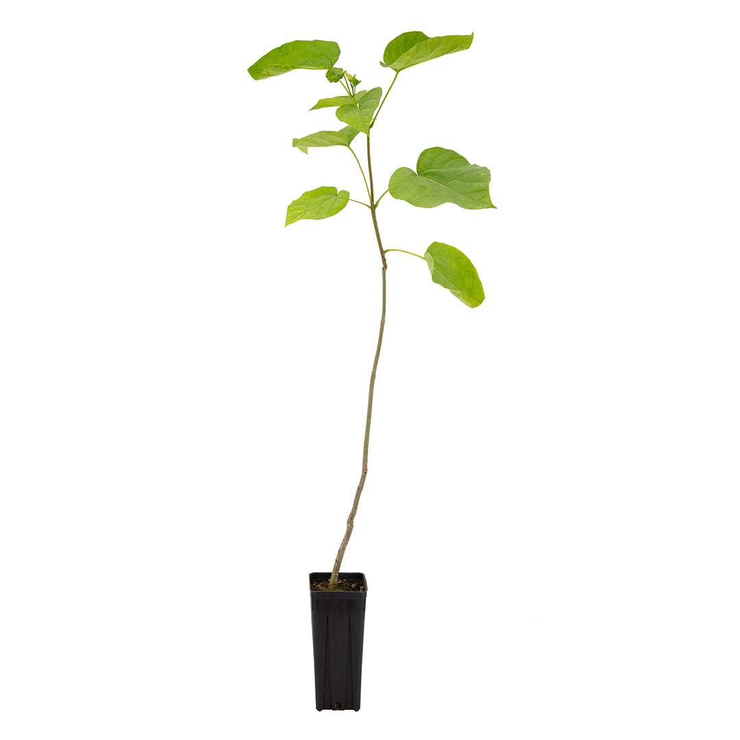 Catalpa speciosa - Catalpa (Vaso Quadro 9X9X20 Cm)