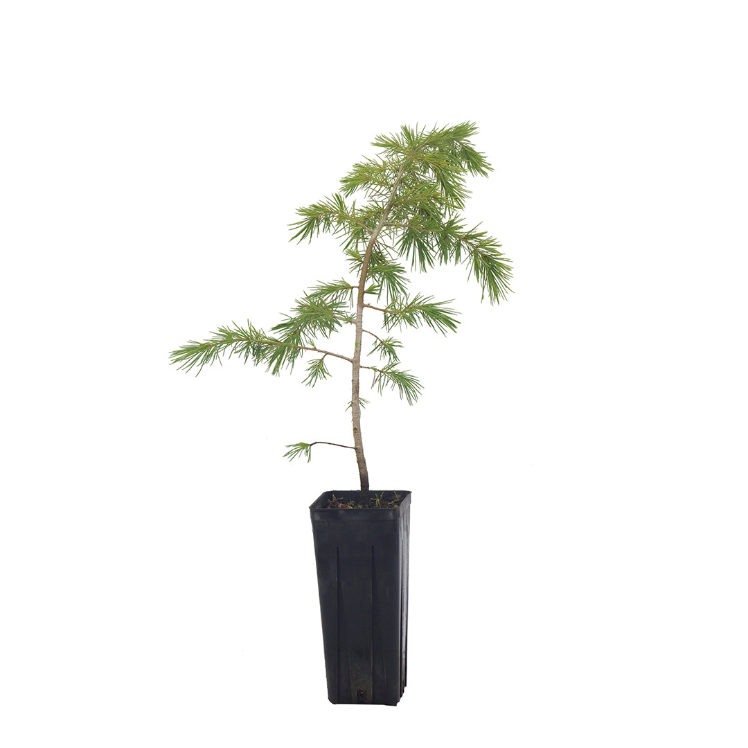 Cedrus libani - cedro del Libano (Vaso quadro 9x9x20 cm)