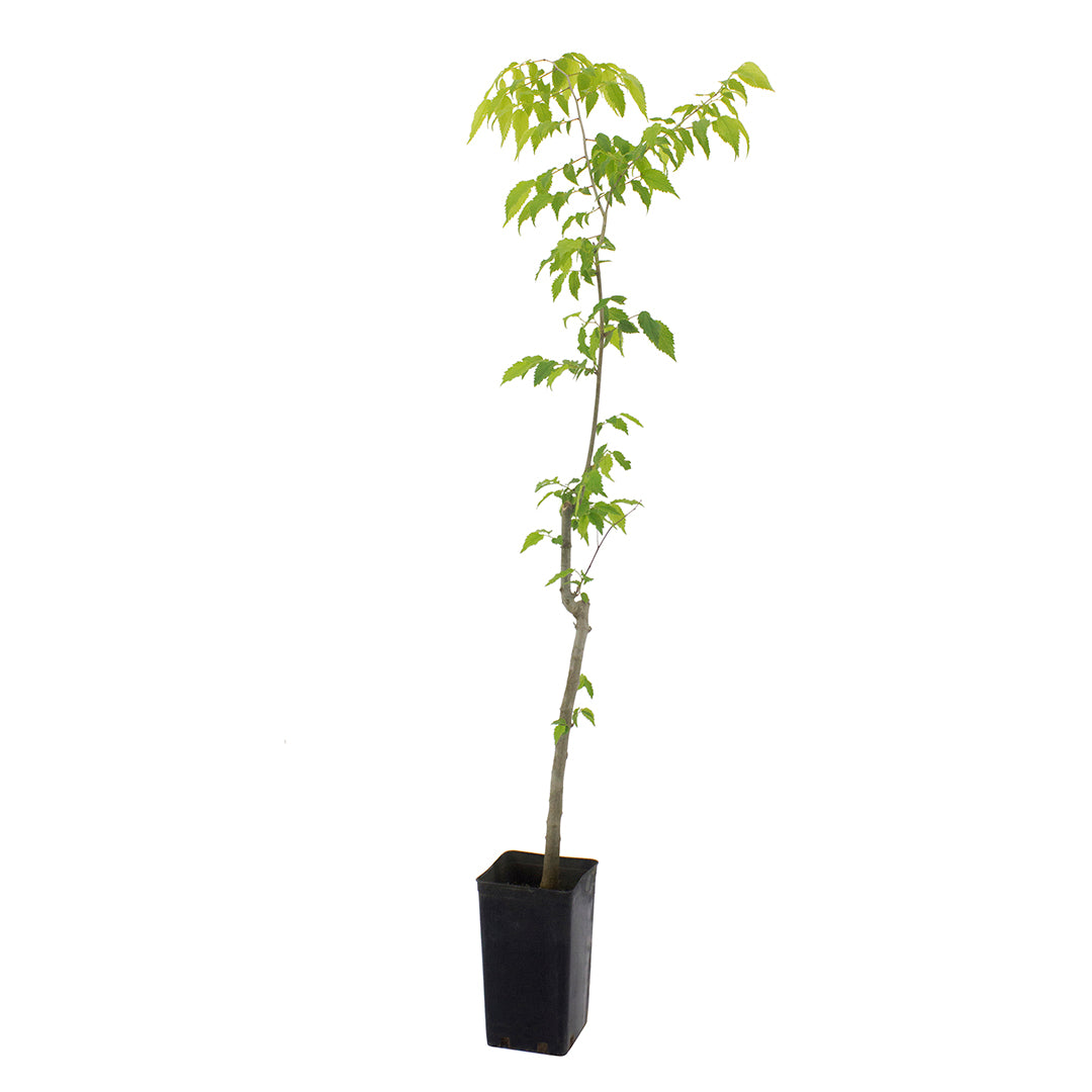 Celtis australis - bagolaro (Vaso quadro 9x9x20 cm)