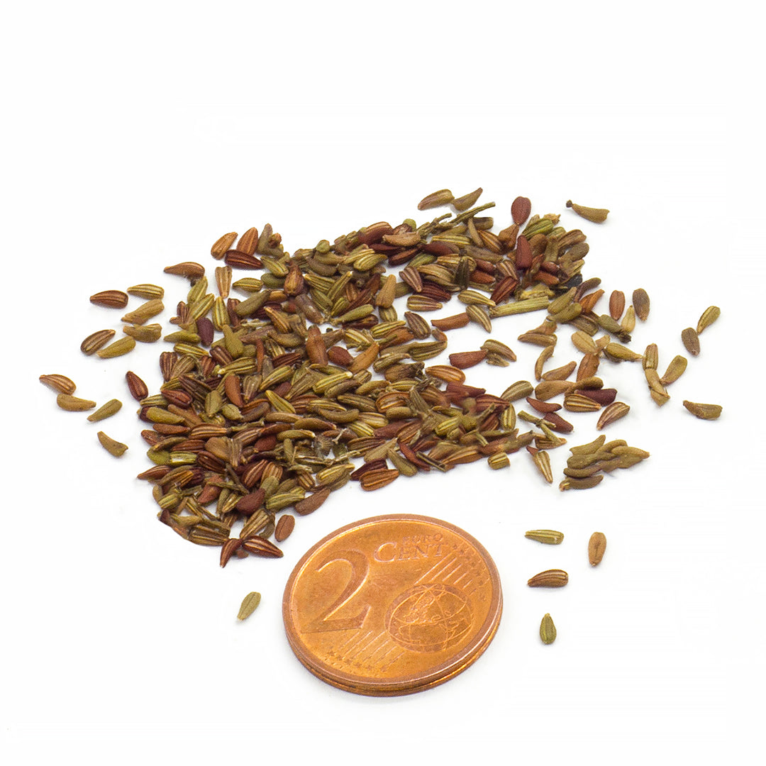 Centranthus ruber - valeriana rossa dei muri - Semi 0,2gr
