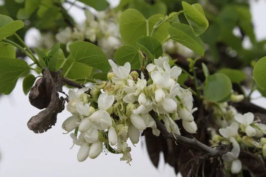 Cercis siliquastrum var. alba - albero di Giuda (fiore bianco) (10 semi)