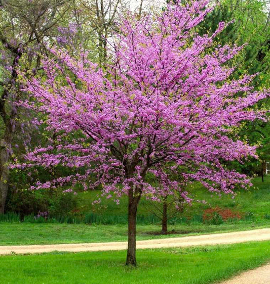 Cercis canadensis - cercis canadese (Alveolo forestale)