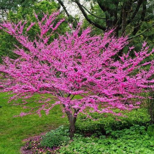 Cercis chinensis - cercis cinese (Alveolo forestale)