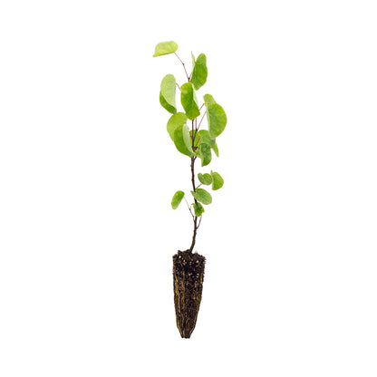 Cercis siliquastrum - albero di Giuda (Alveolo forestale)