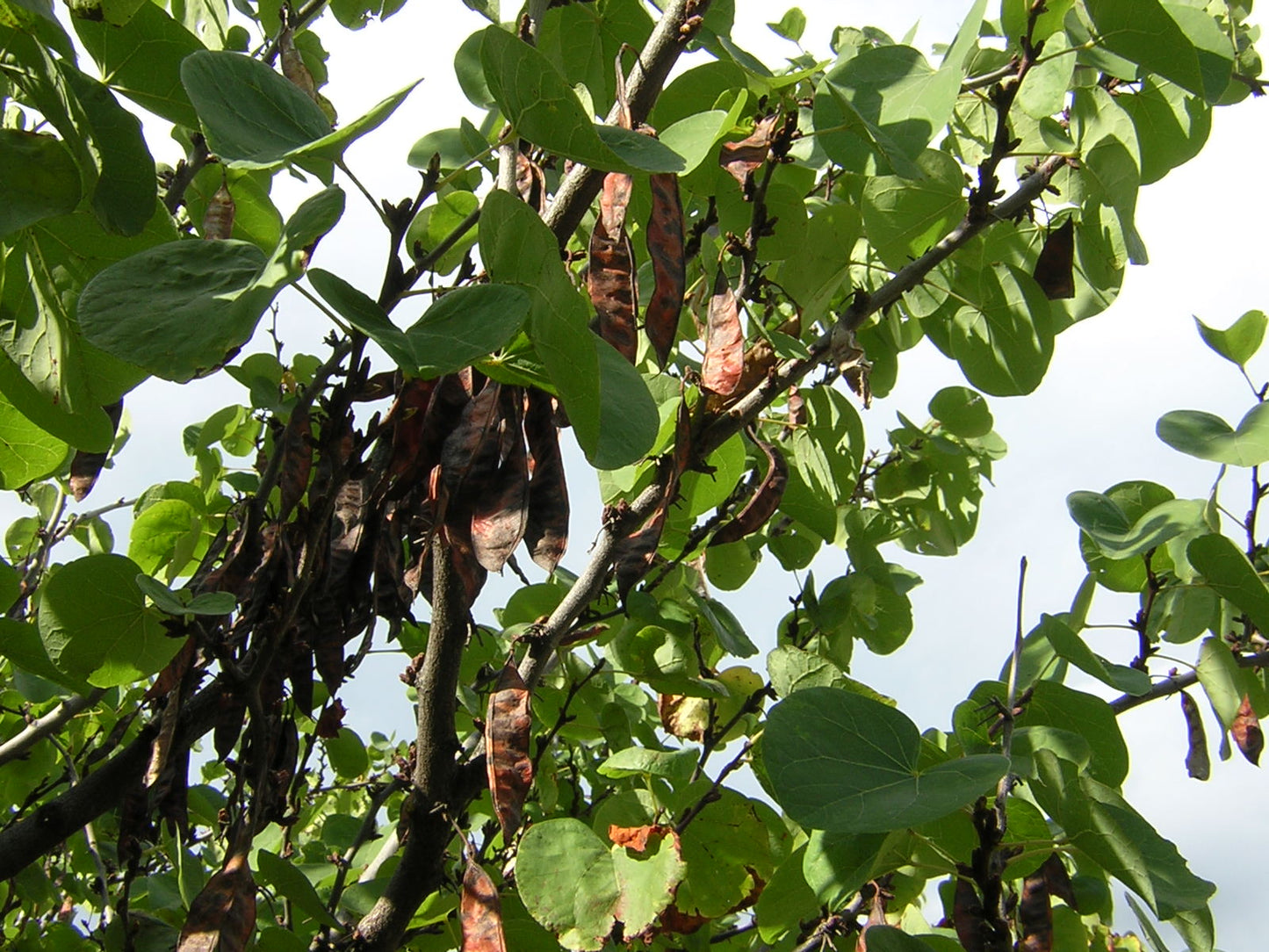 Cercis siliquastrum - albero di Giuda (Alveolo forestale)