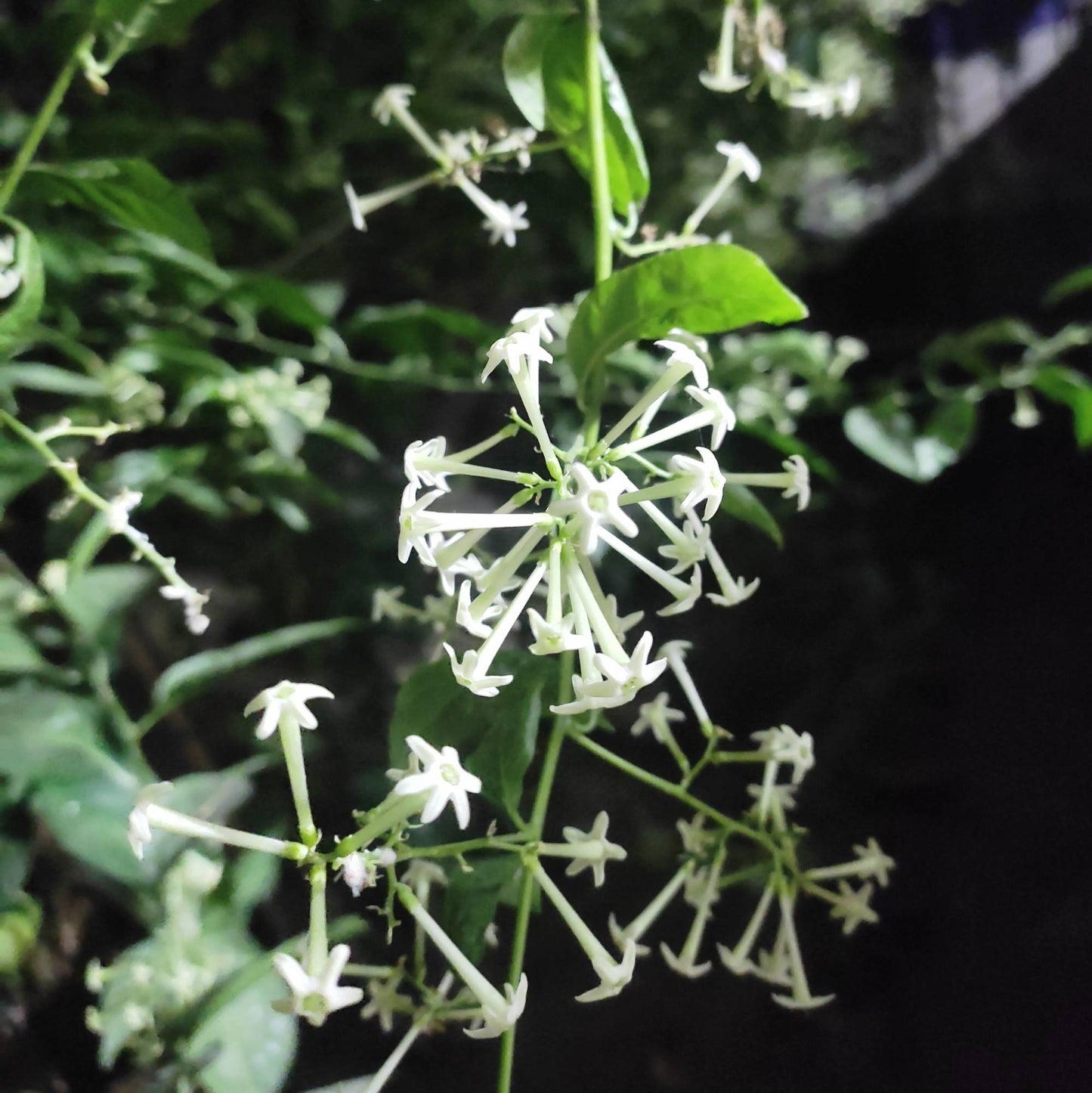 Cestrum nocturnum - gelsomino notturno (Vaso 15 cm)
