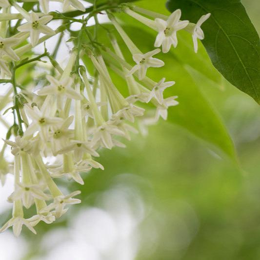 Cestrum nocturnum - gelsomino notturno (Vaso 15 cm)