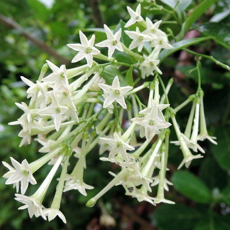 Cestrum nocturnum - gelsomino notturno (Vaso 15 cm)