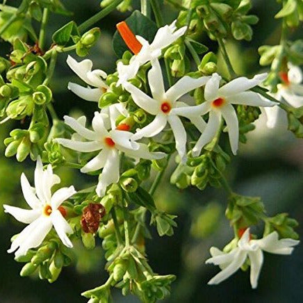 Cestrum nocturnum - gelsomino notturno (Vaso 15 cm)