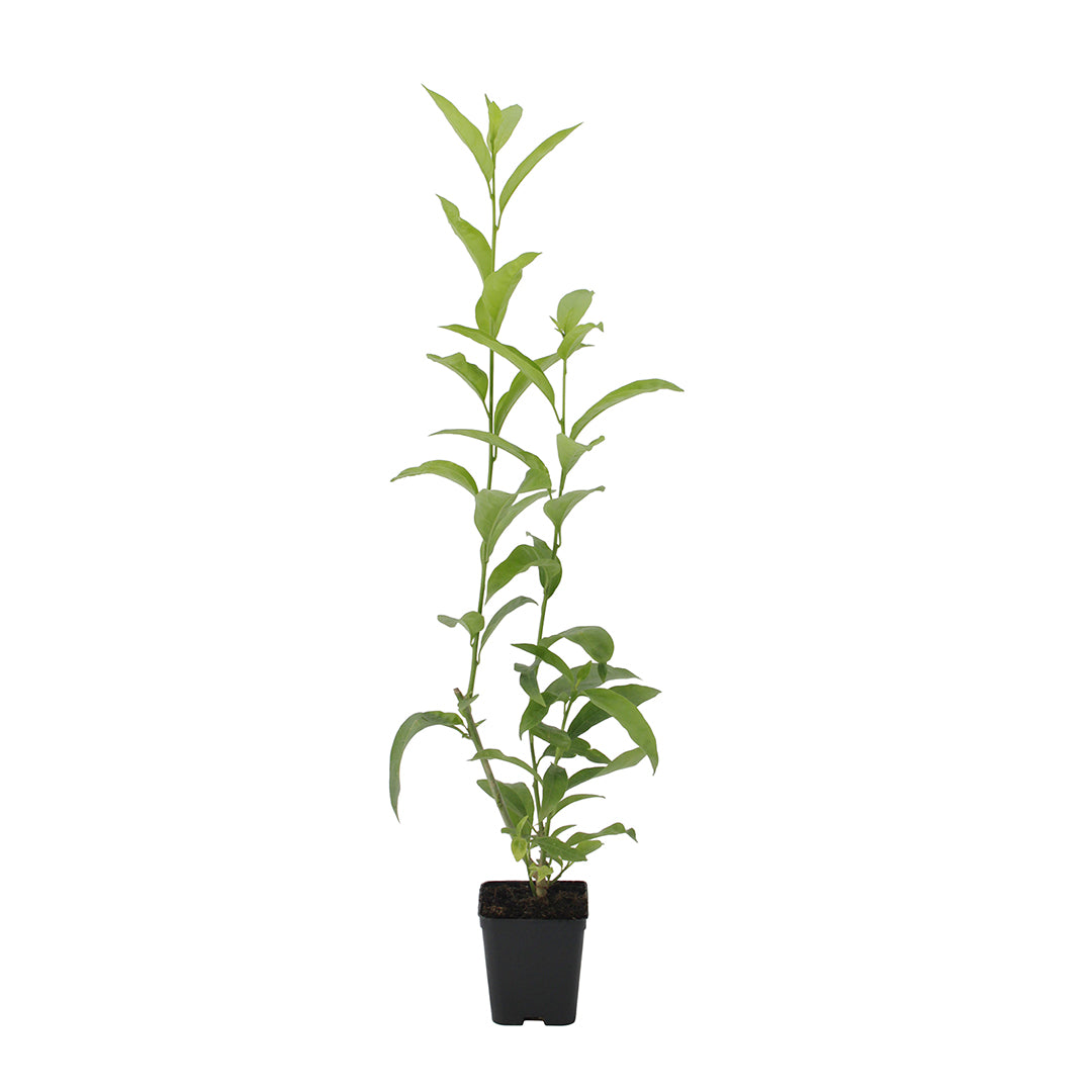 Cestrum nocturnum - gelsomino notturno (Vaso quadro 7x7x10 cm)