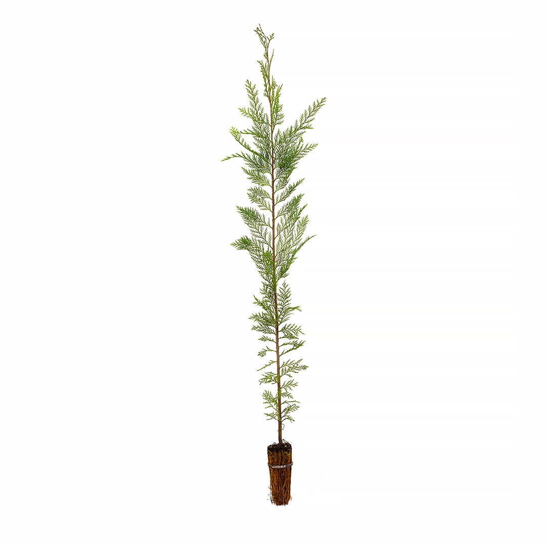 Chamaecyparis lawsoniana - cipresso di Lawson (Alveolo forestale)
