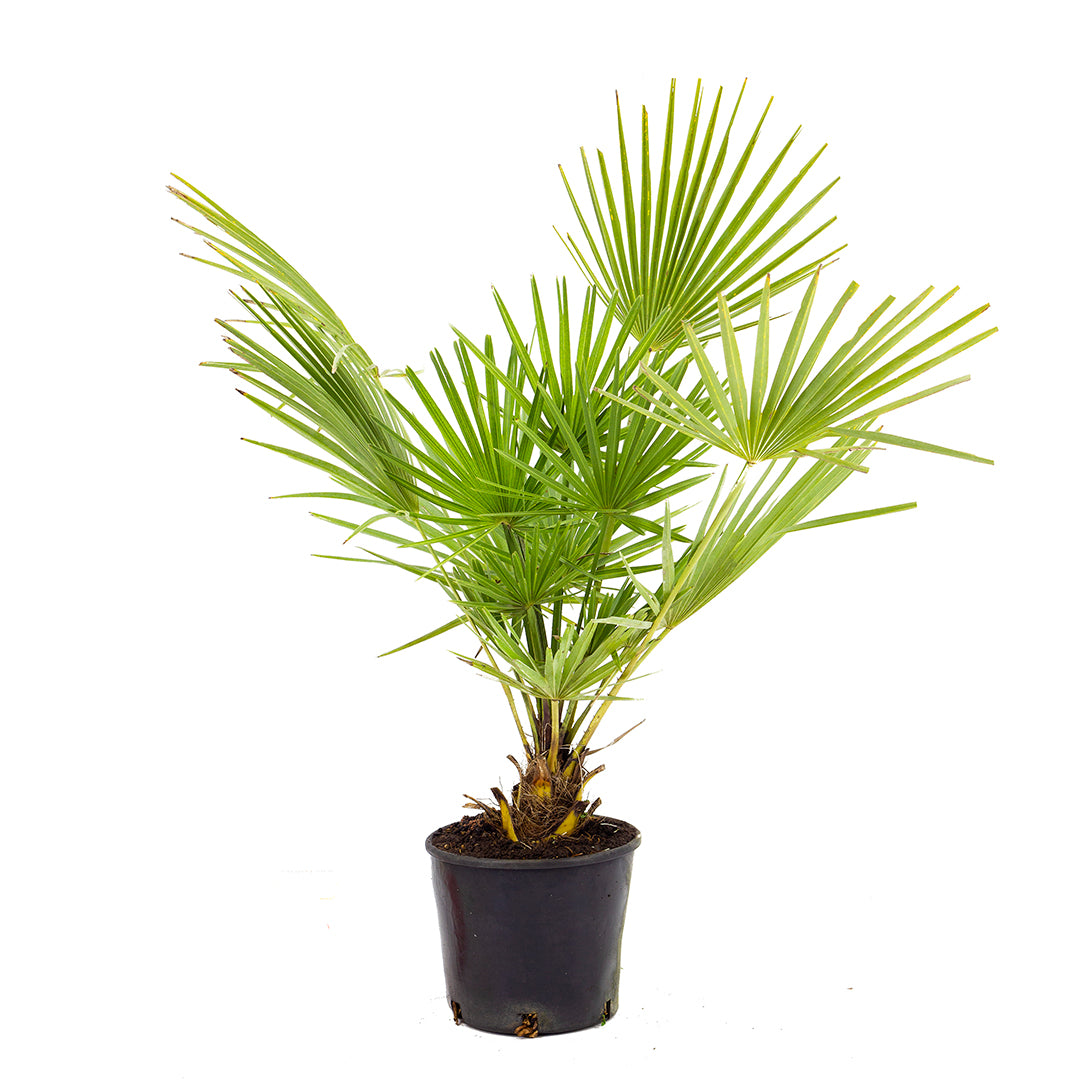 Chamaerops humilis - palma nana (Vaso 18 cm)
