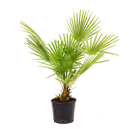 Chamaerops humilis - palma nana (Vaso 18 cm)