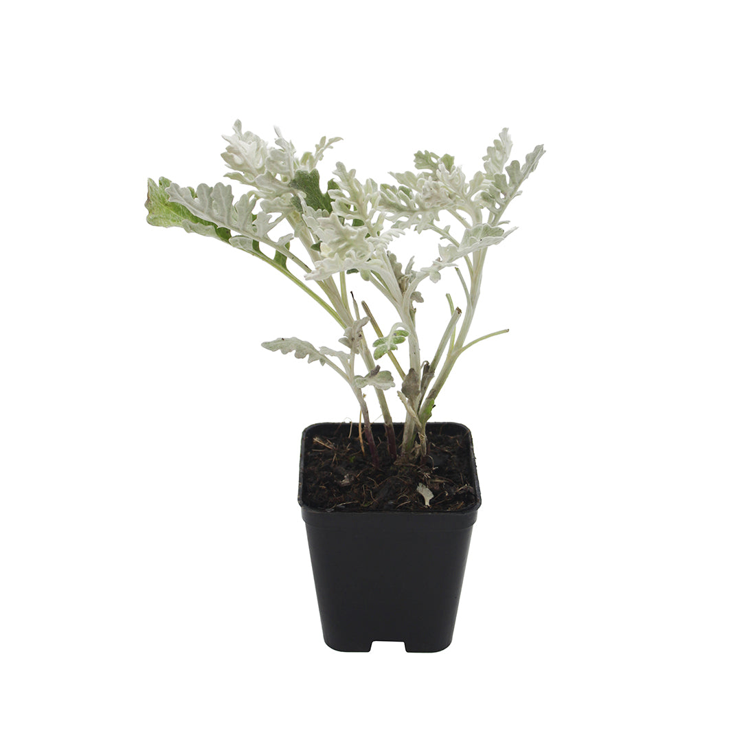 Cineraria maritima - senecio argentato (Vaso quadro 7x7x8 cm)