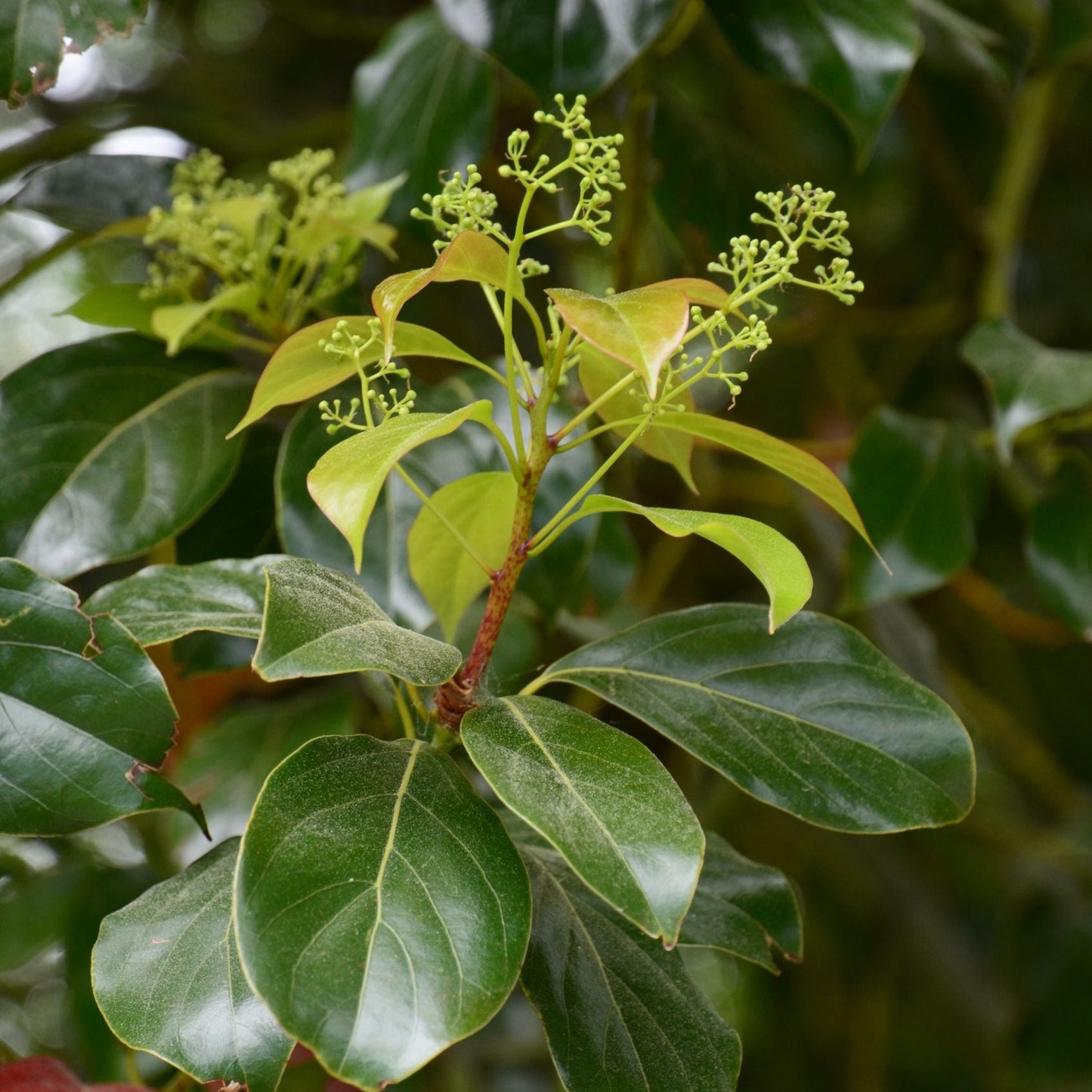 Cinnamomum camphora - albero della canfora (Vaso quadro 12x12x20 cm)