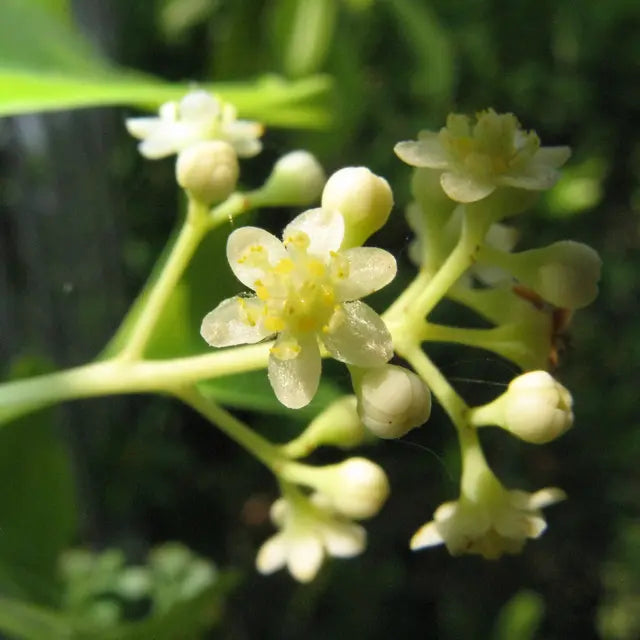 Cinnamomum camphora - albero della canfora (Vaso quadro 12x12x20 cm)