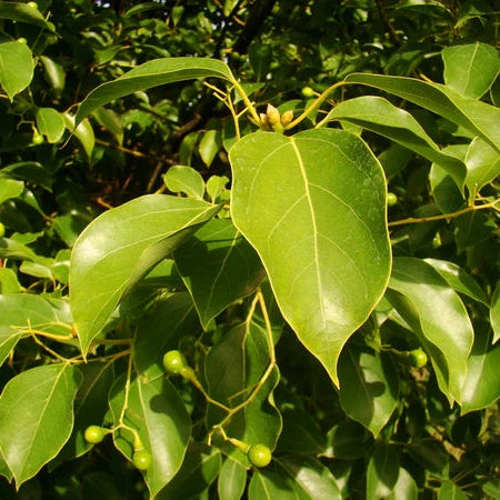 Cinnamomum camphora - albero della canfora (Vaso quadro 12x12x20 cm)
