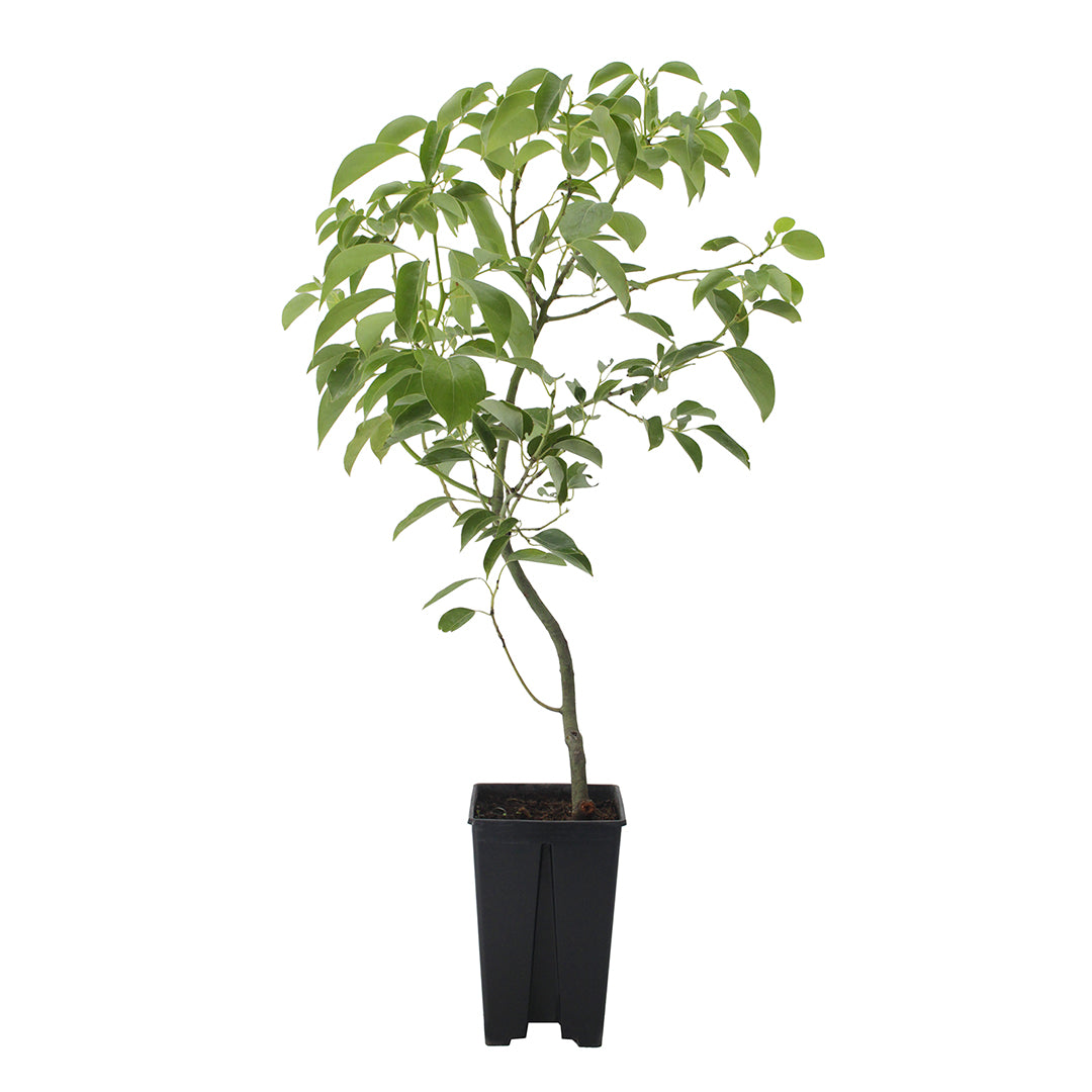 Cinnamomum camphora - albero della canfora (Vaso quadro 12x12x20 cm)