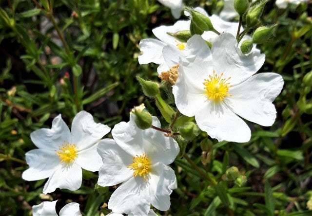 Cistus monspeliensis - cisto di Montpellier, cisto marino (Alveolo forestale)