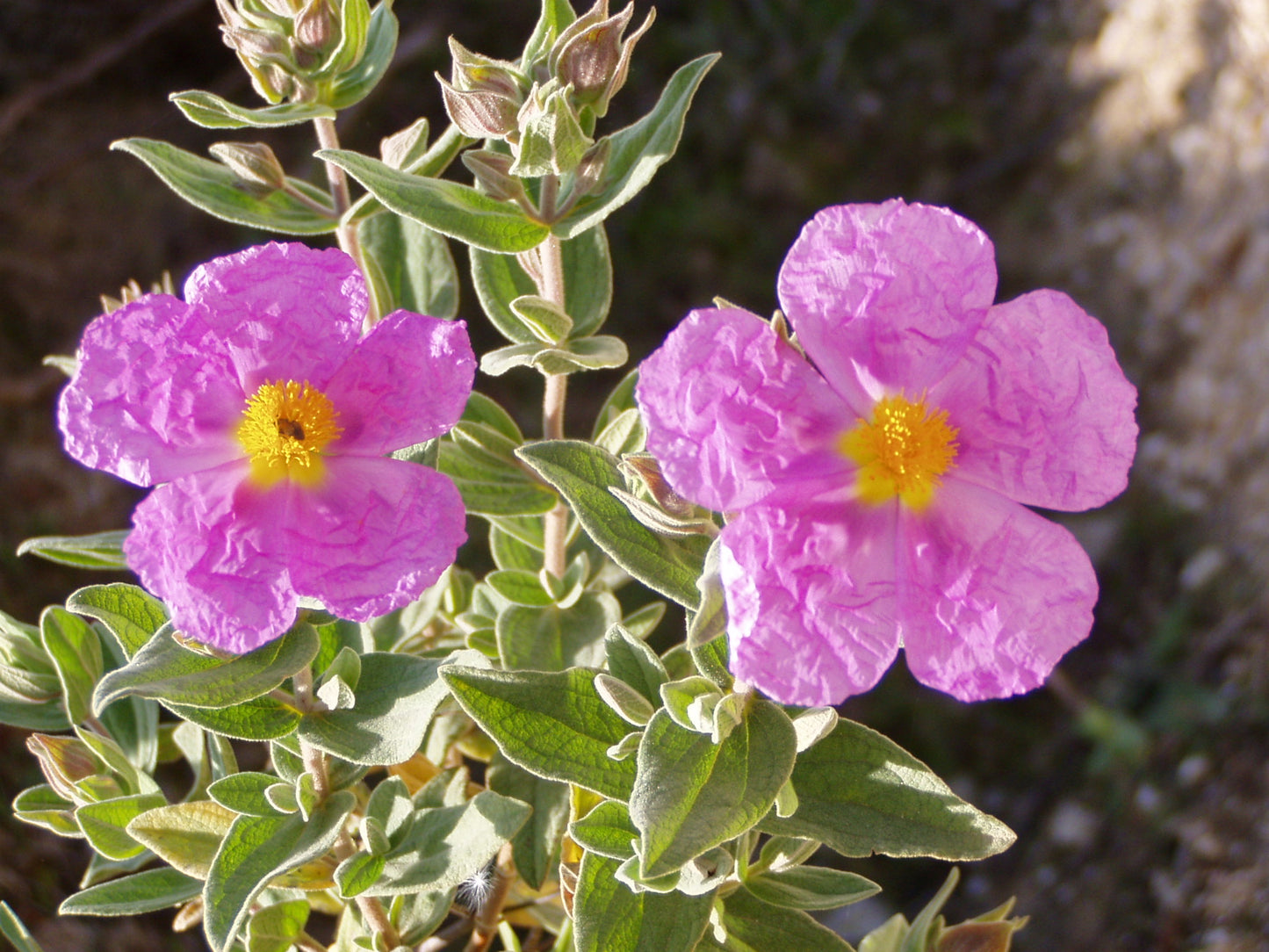 Cistus albidus - cisto bianco, cisto tomentoso (Alveolo forestale)