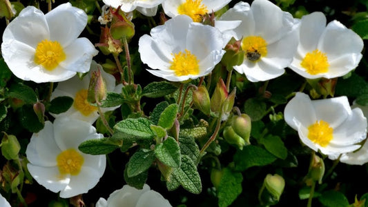 Cistus salviifolius - cisto a fiore bianco (50 semi)