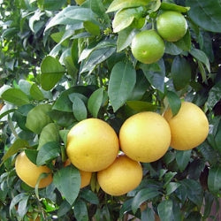 Citrus paradisi - pompelmo rosa (Fitocella)