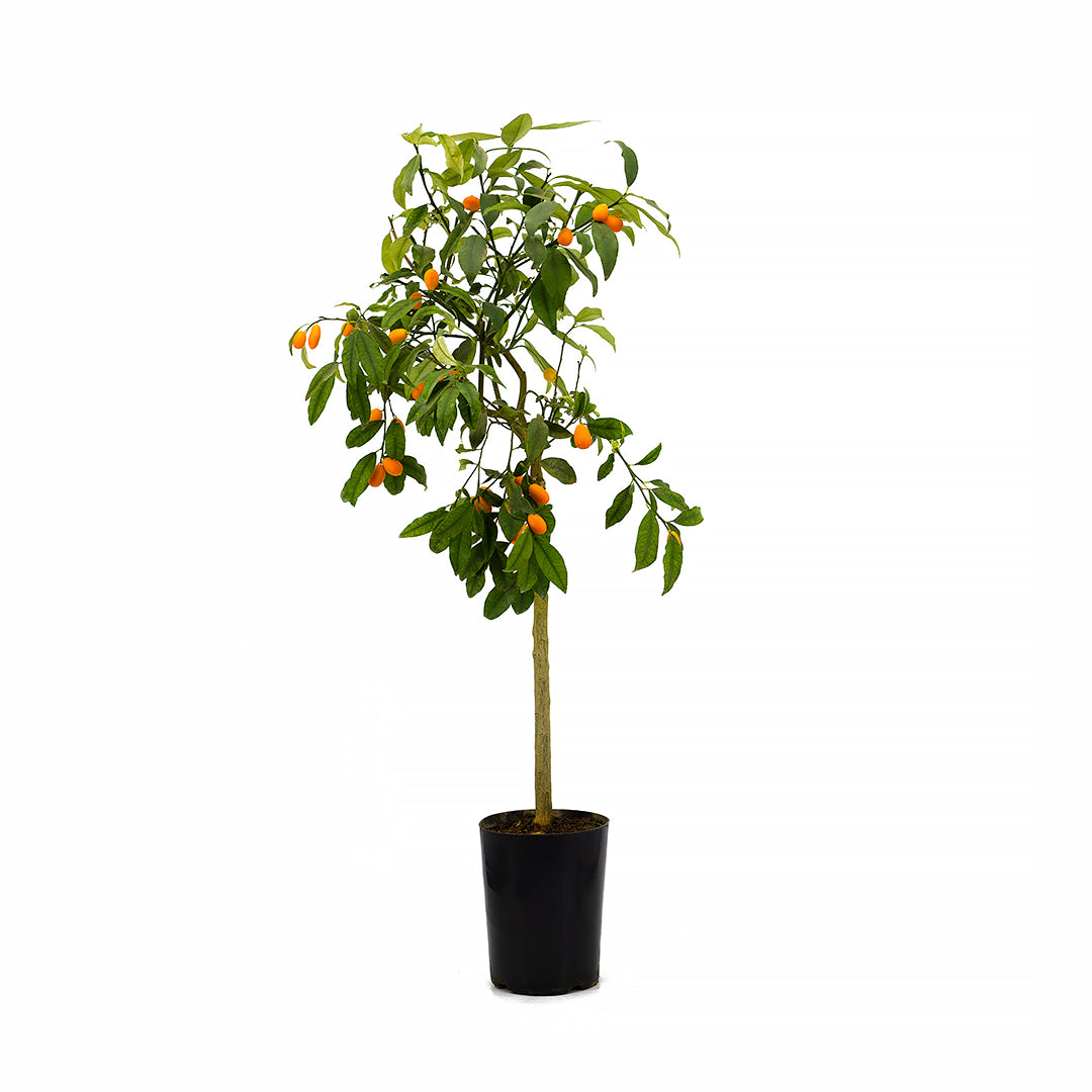 Citrus (sin. Fortunella) japonica - kumquat (Fitocella)