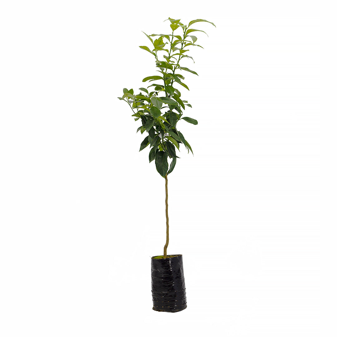Citrus limon cv "Meyer" - limone Meyer (Fitocella)