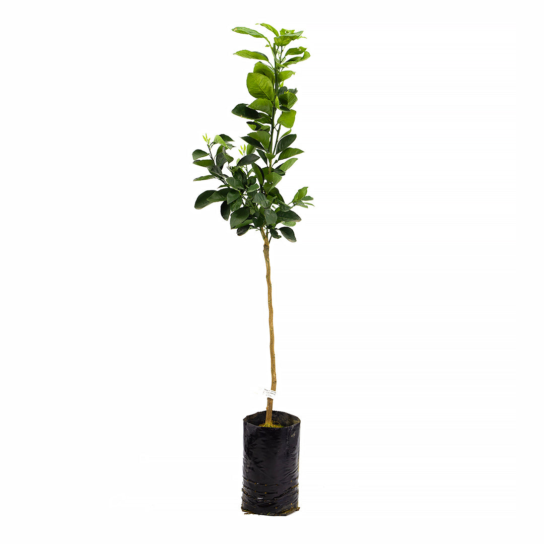 Citrus sinensis cv "Sanguinello" - arancio sanguinello (Fitocella)