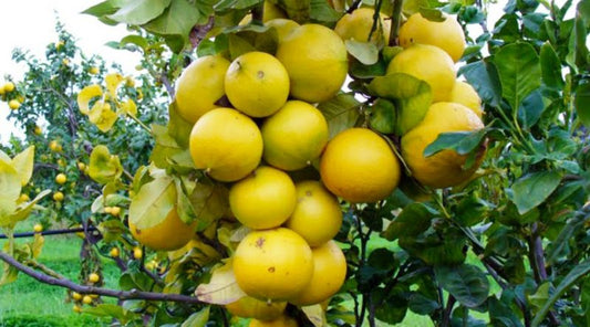 Citrus bergamia - bergamotto (Fitocella)