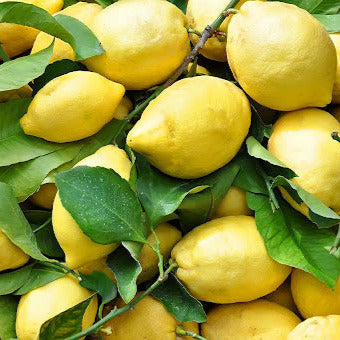 Citrus limon cv "Lunario" - limone 4 stagioni (Vaso quadro 7x7x8 cm)