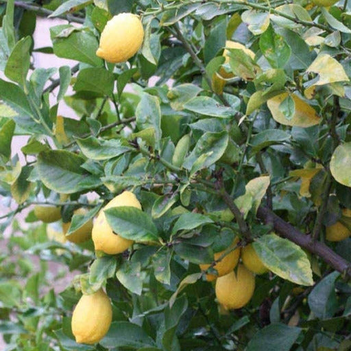 Citrus limon cv "Lunario" - limone 4 stagioni (Vaso quadro 7x7x8 cm)