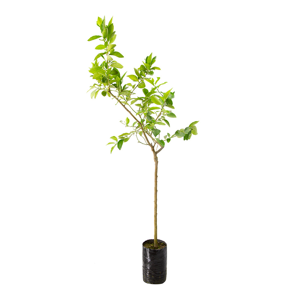 Citrus aurantiifolia - lime (Fitocella)