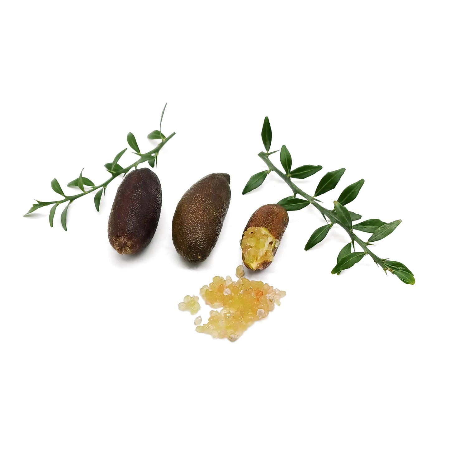 Citrus australasica cv "Rosa" - caviale di limone (Fitocella)