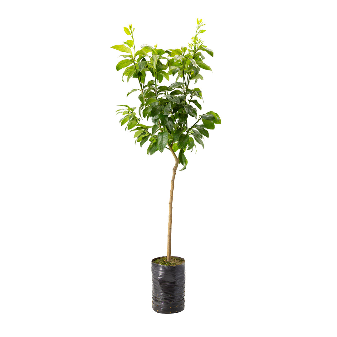 Citrus bergamia - bergamotto (Fitocella)