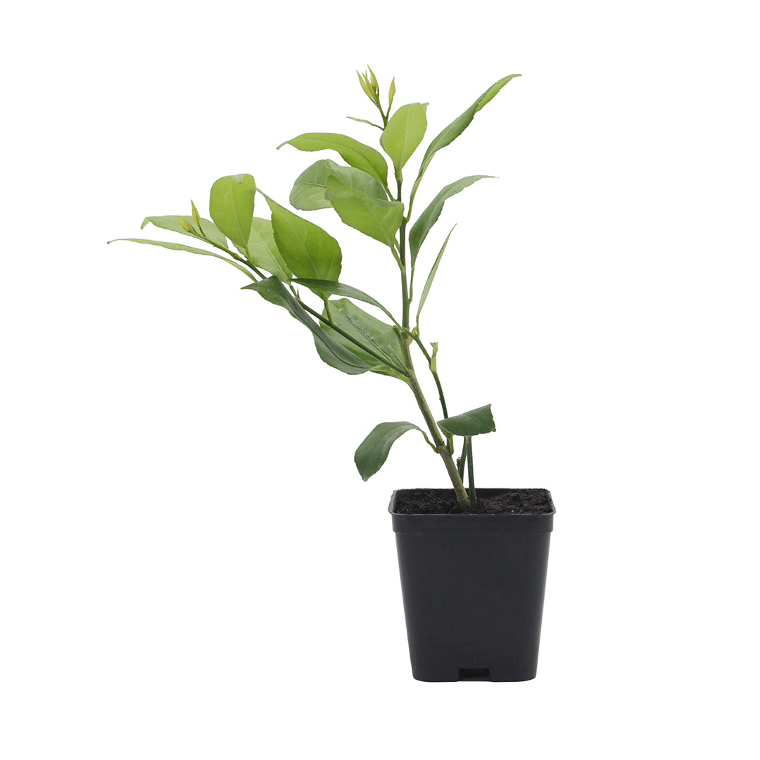 Citrus limon cv "Lunario" - limone 4 stagioni (Vaso quadro 7x7x8 cm)
