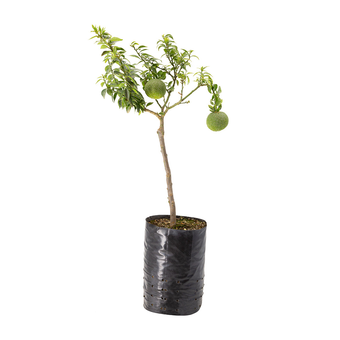 Citrus myrtifolia - Chinotto (Vaso 20 cm)