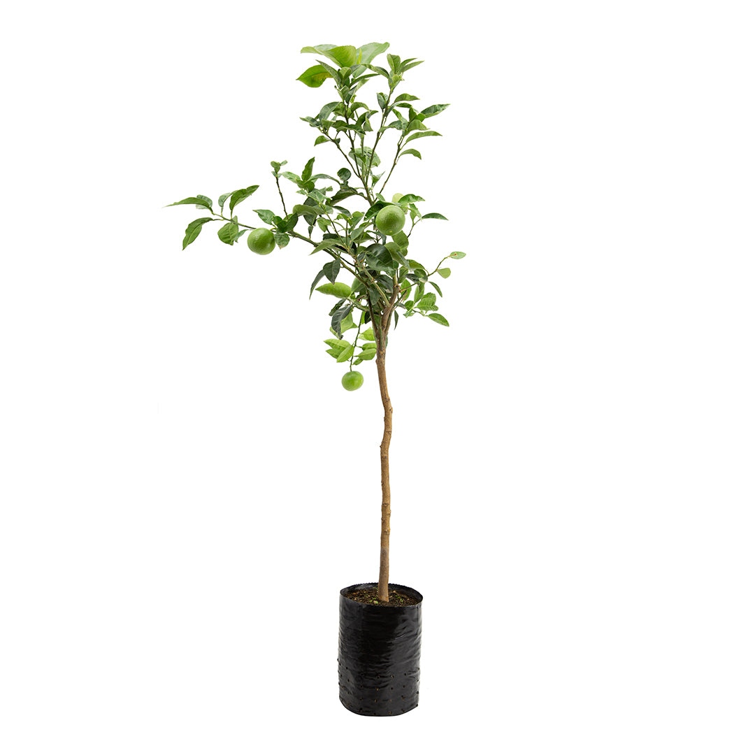 Citrus paradisi - pompelmo rosa (Fitocella)