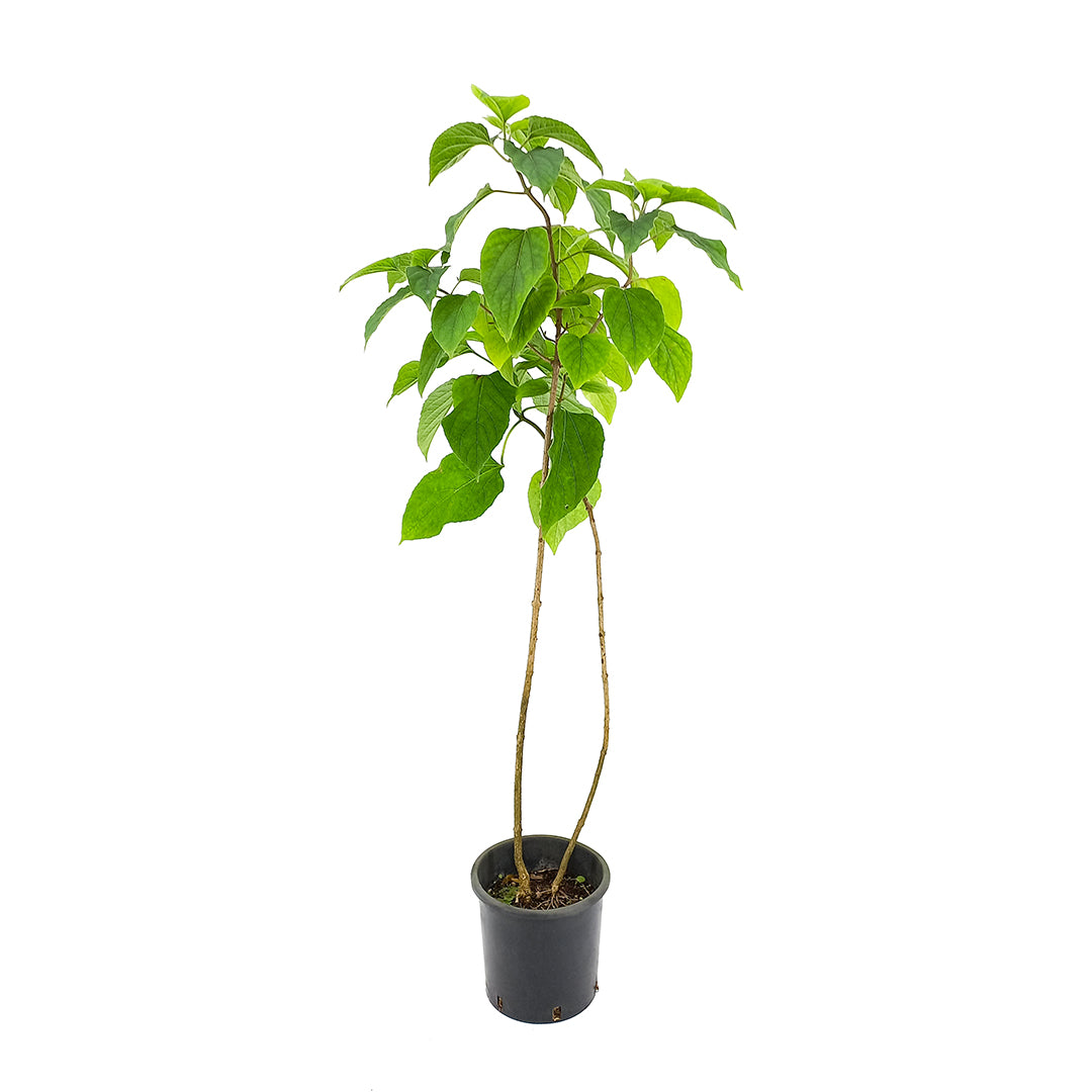 Clerodendrum trichotomum - clerodendron (18 cm pot)