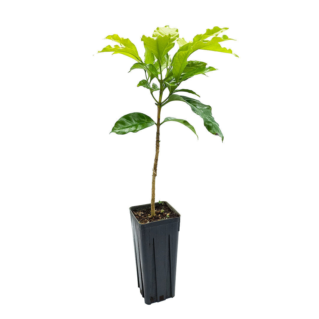 Coffea robusta (sin. canephora) - pianta del caffè (Vaso quadro 9x9x20 cm)