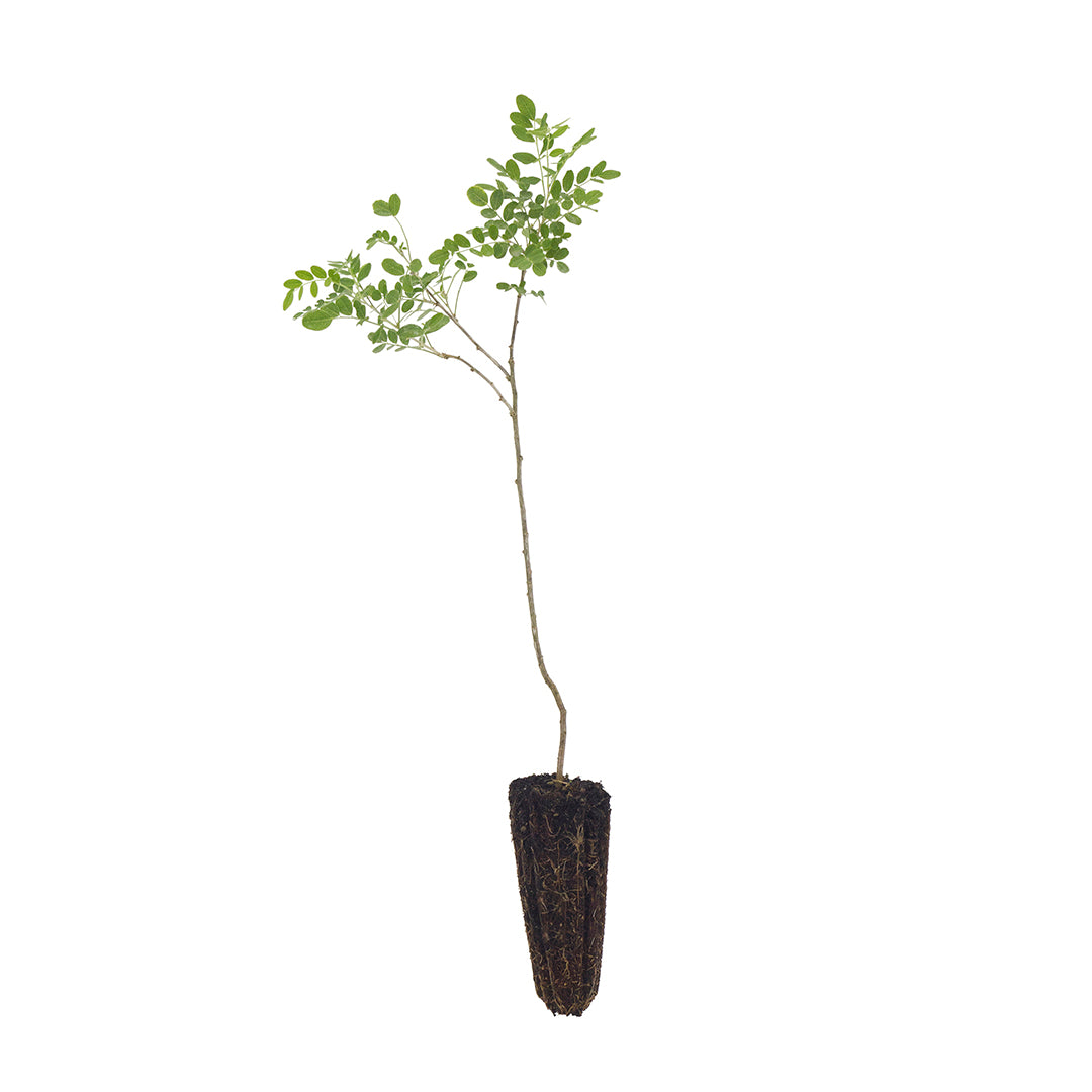 Colutea arborescens - vescicaria (Alveolo forestale)
