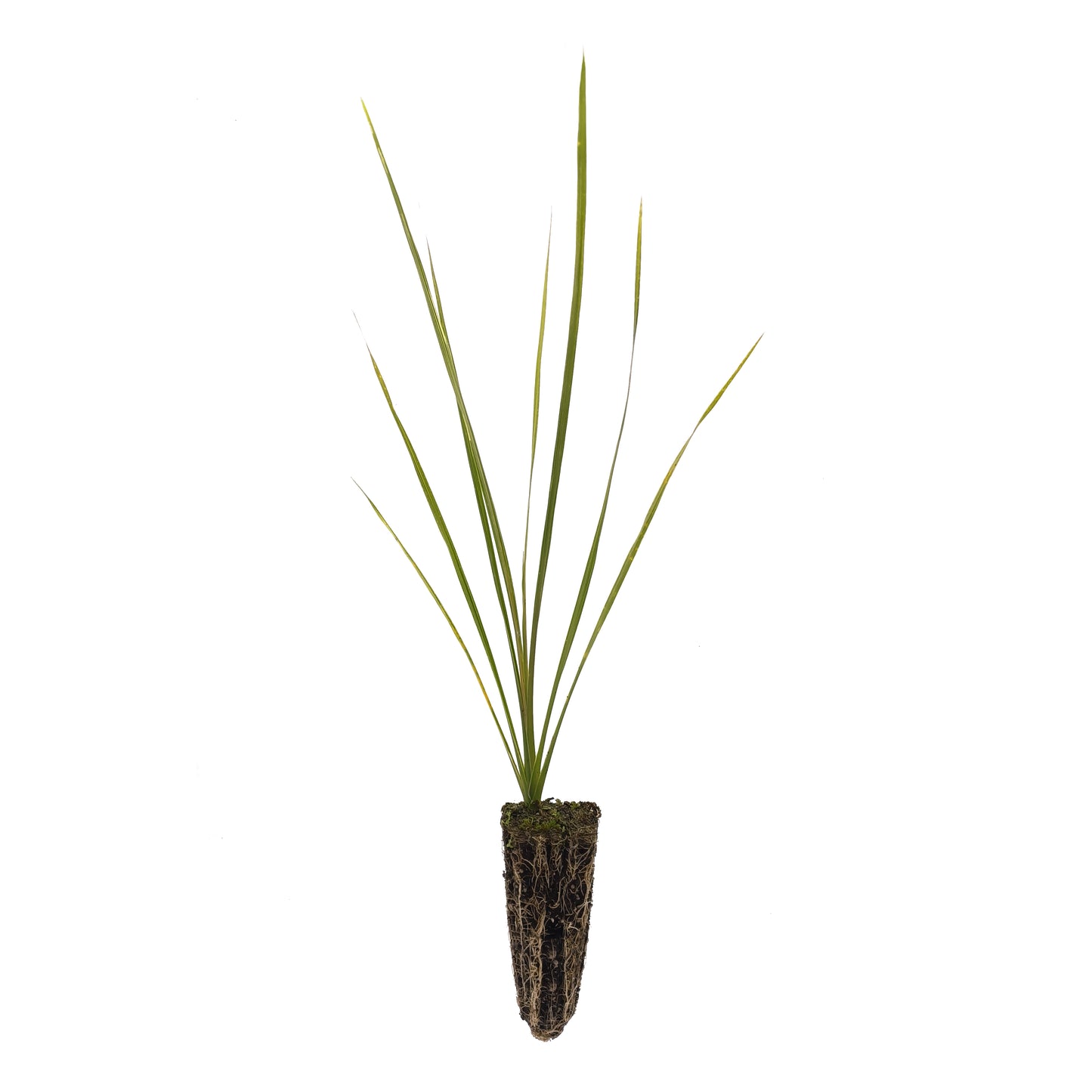 Cordyline australis - cordilinea (Alveolo forestale)