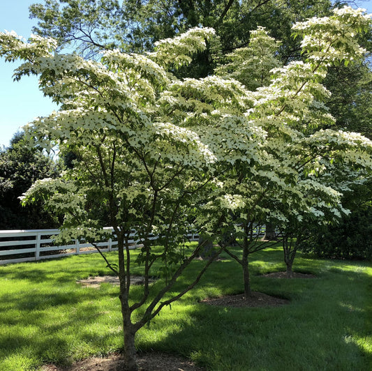 Cornus kousa - corniolo del Giappone (fiore bianco) (Vaso 18 cm)