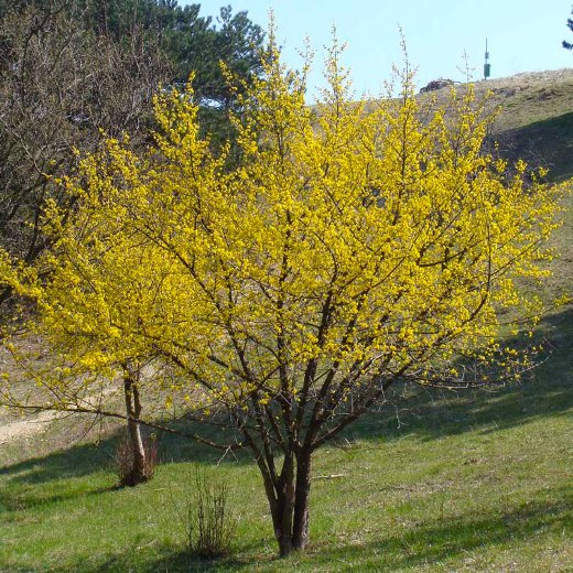 Cornus mas  - corniolo (Alveolo forestale)