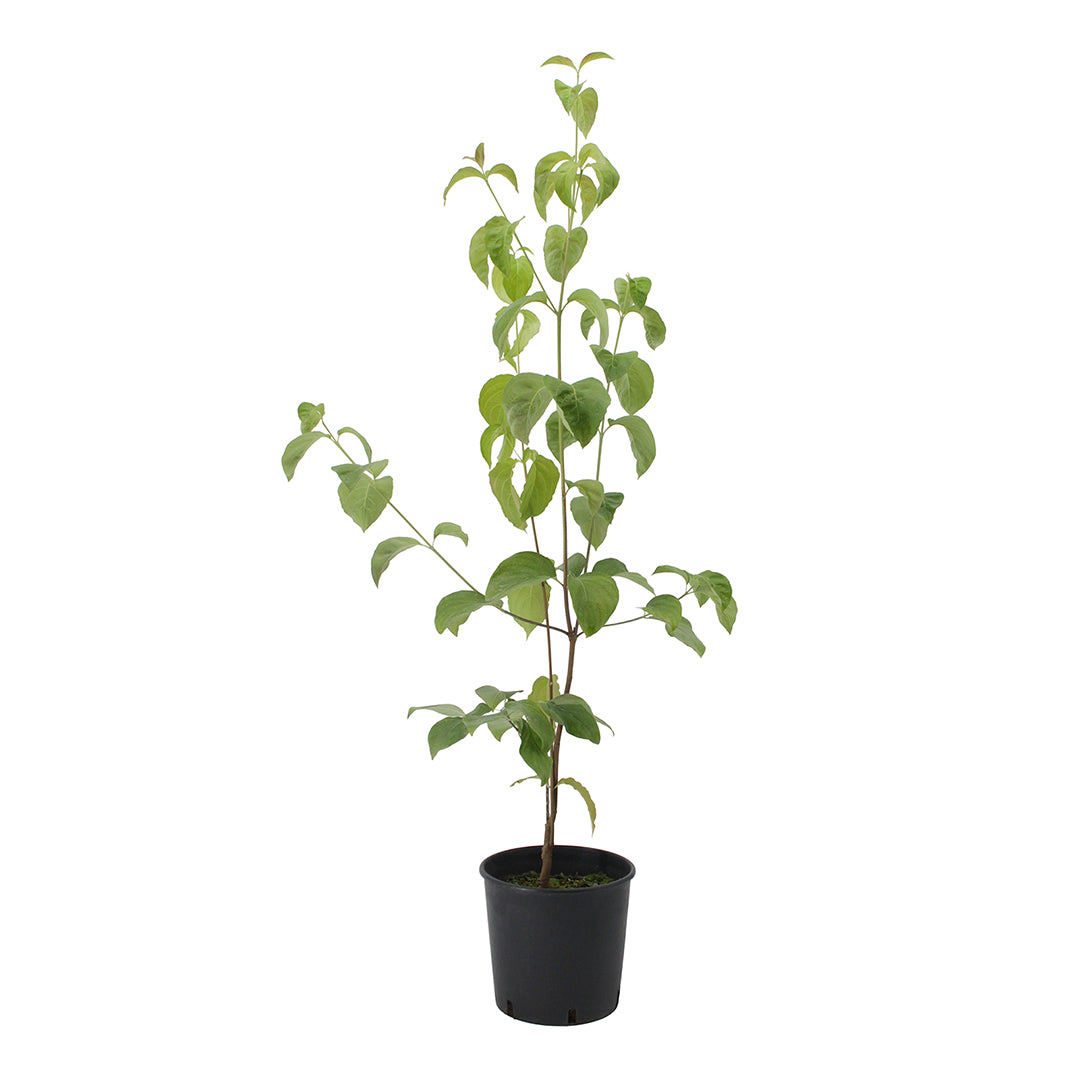 cornus-florida-cv-rubra-flowering-dogwood-18-cm-pot