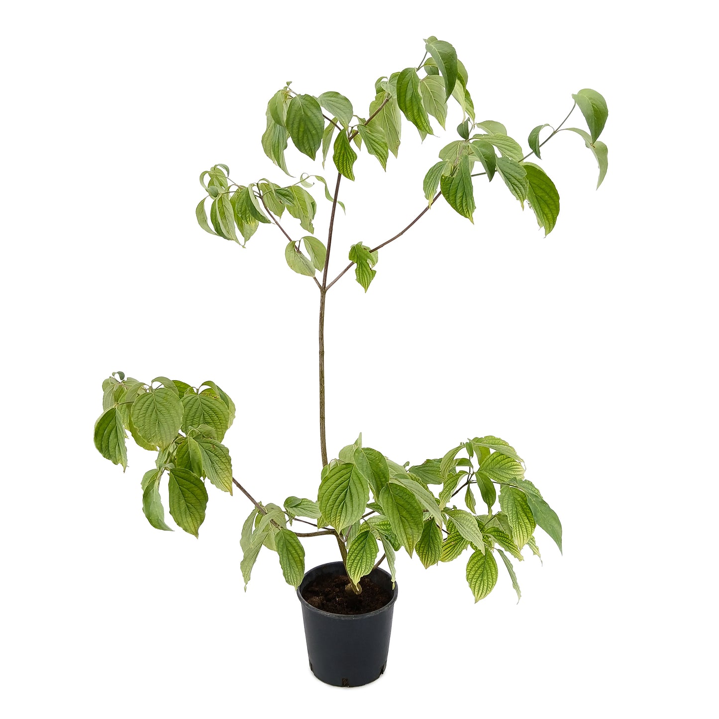 Cornus kousa - Japanese dogwood (pink flower) (18 cm pot)