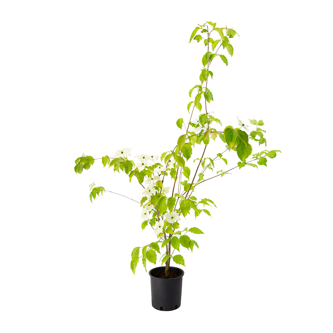 Cornus kousa - Japanese dogwood (white flower) (Pot 18 cm)