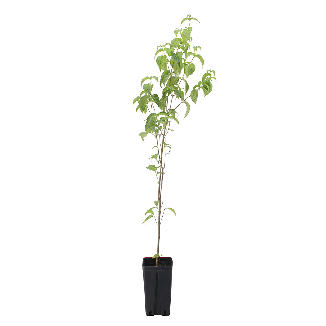 Cornus kousa - corniolo del Giappone (fiore bianco) (Vaso quadro)