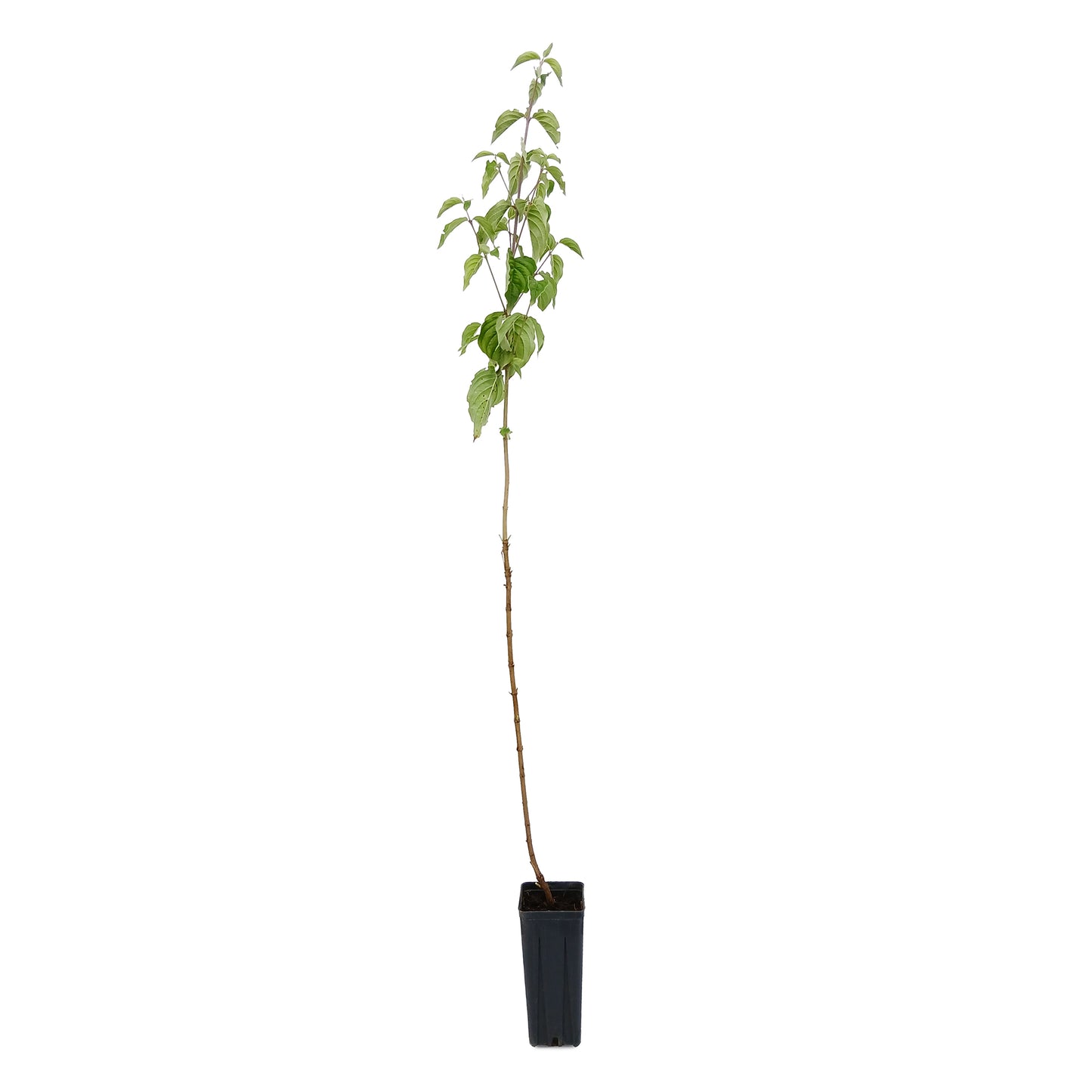Cornus mas - corniolo (vaso quadro 9x9x20 cm)