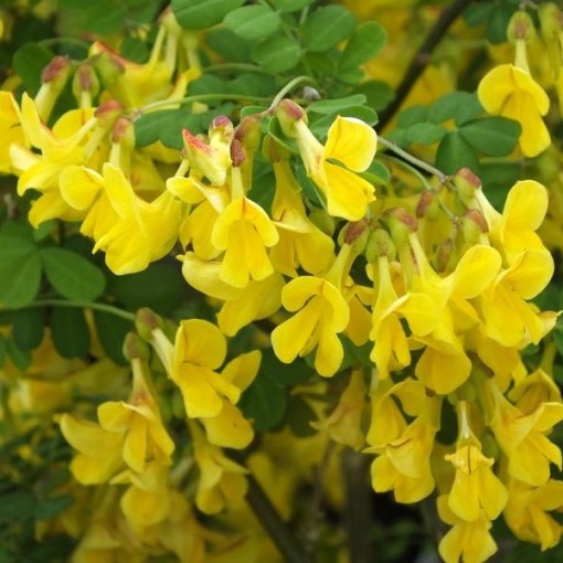 Coronilla emerus - erba cornetta (Alveolo forestale)